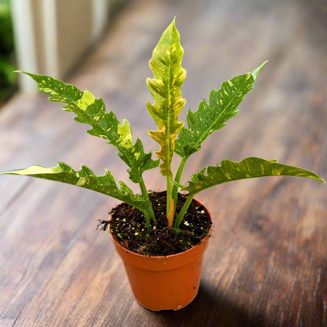 Philodendron Ring of Fire