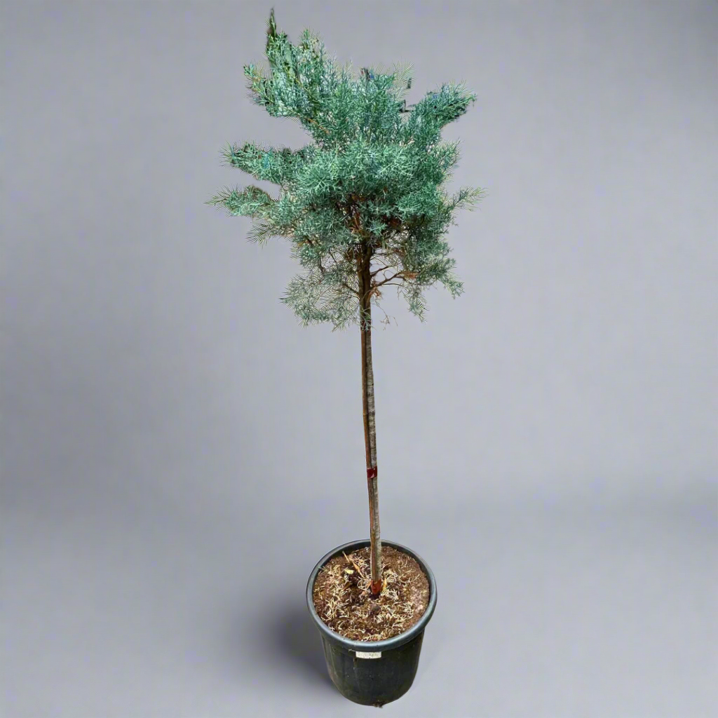 Pinus nigra 'Brepo' (Dwarf Austrian Pine) CLT 55