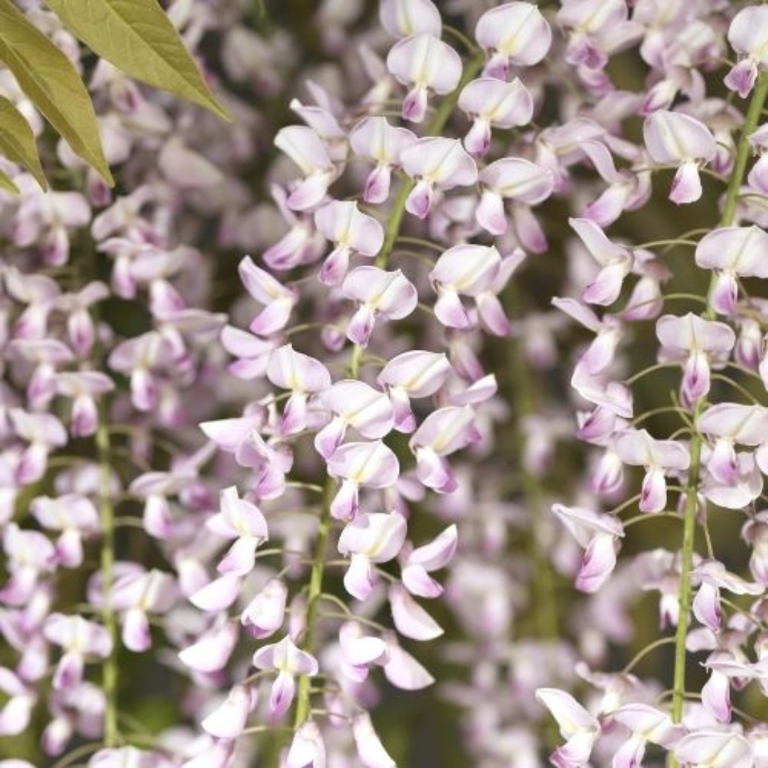 Close-up of pink and white flowers with green leaves