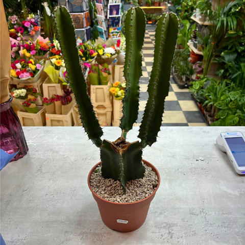 Euphorbia