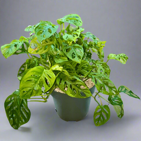 Monstera Obliqua: The Elusive Windowleaf