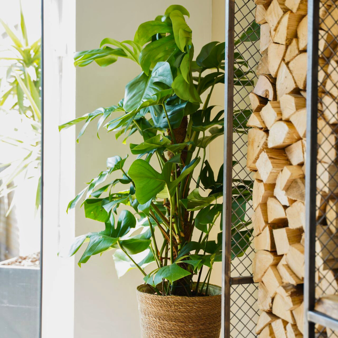 Monstera deliciosa 'Pertusum' (Swiss Cheese Plant)