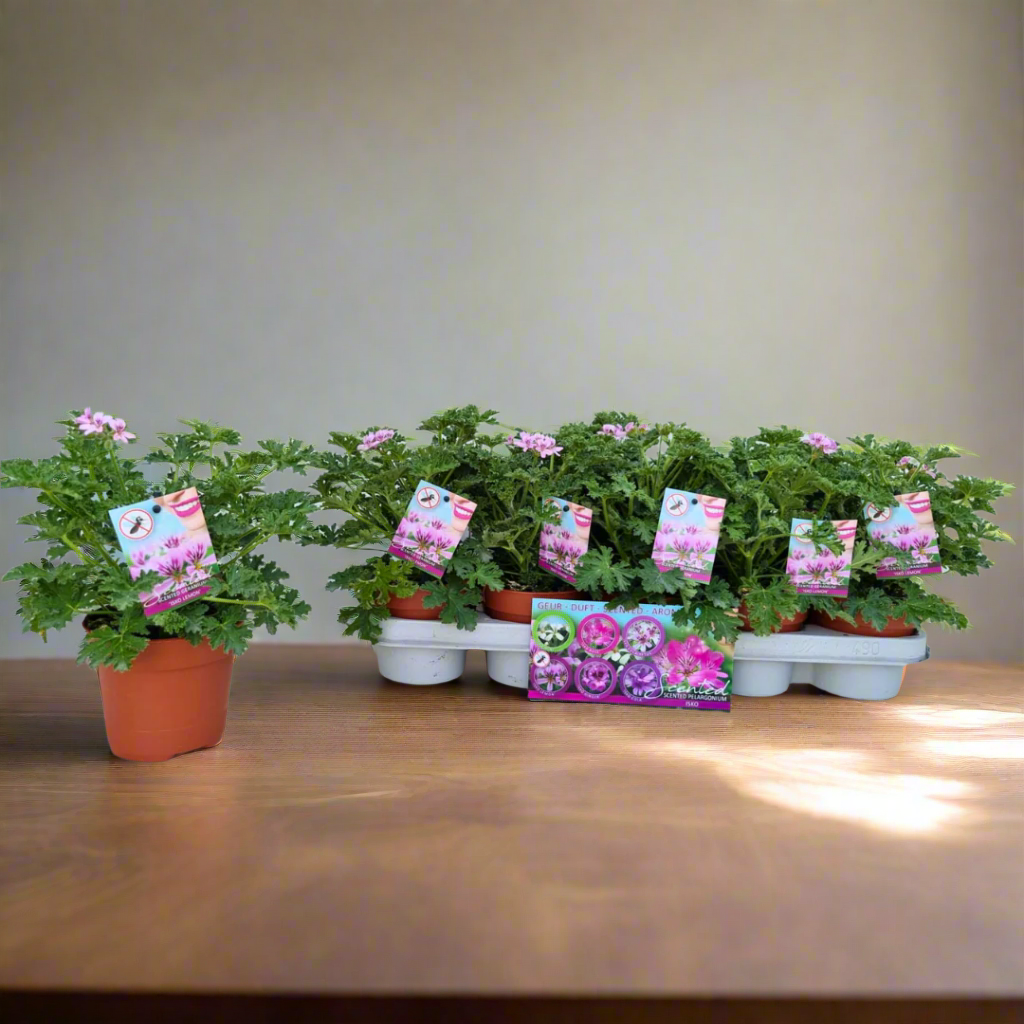 Row of potted plants with tags on a white surface