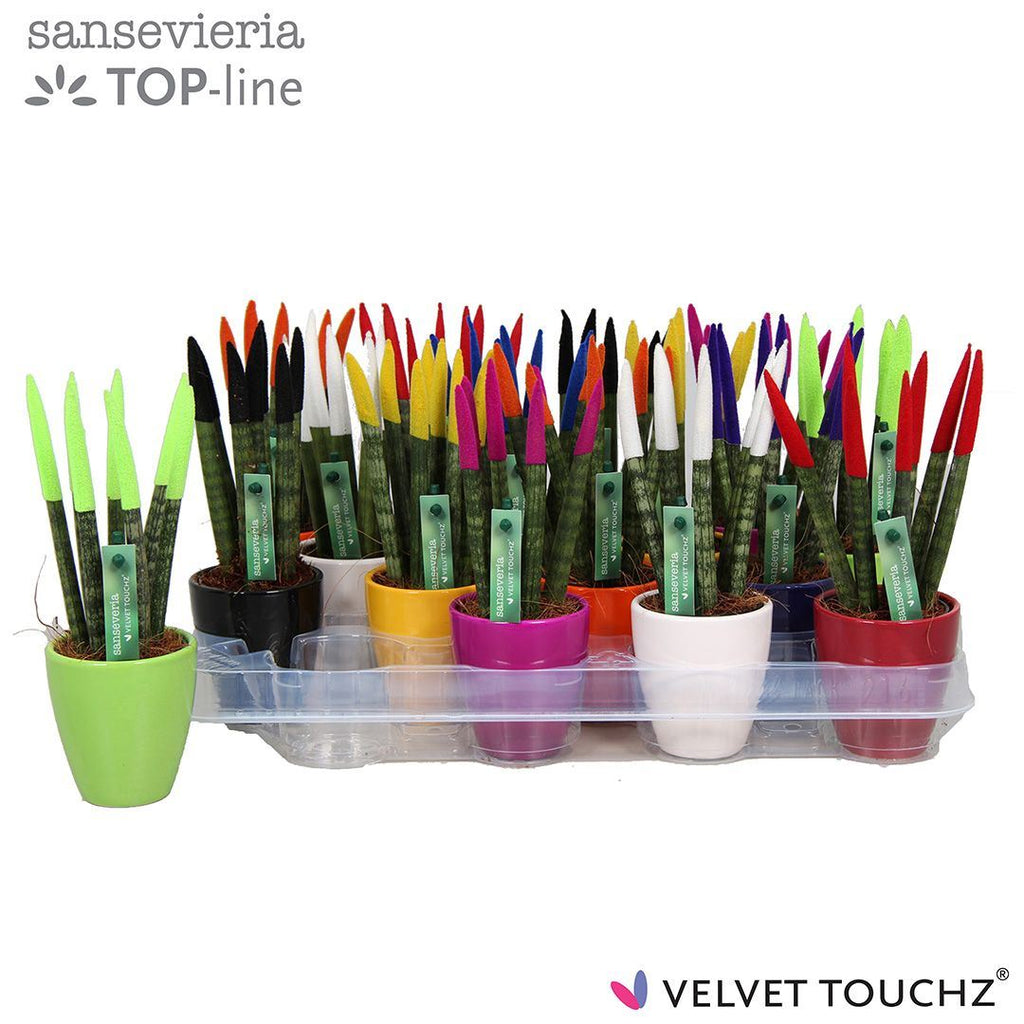 Colorful potted plants in a tray with 'Velvet Touchz' branding on a white background.