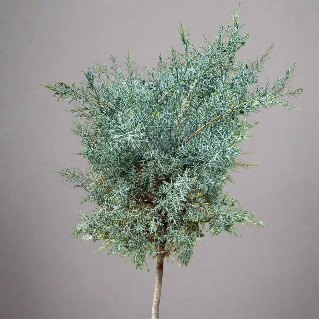 Pinus nigra 'Brepo' (Dwarf Austrian Pine) CLT 55
