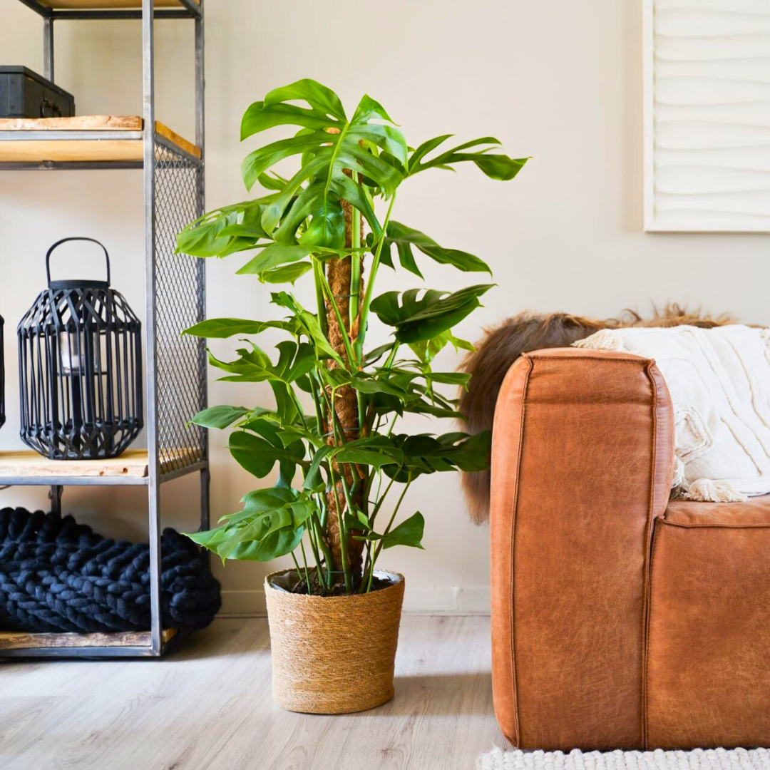 Monstera deliciosa 'Pertusum' (Swiss Cheese Plant)