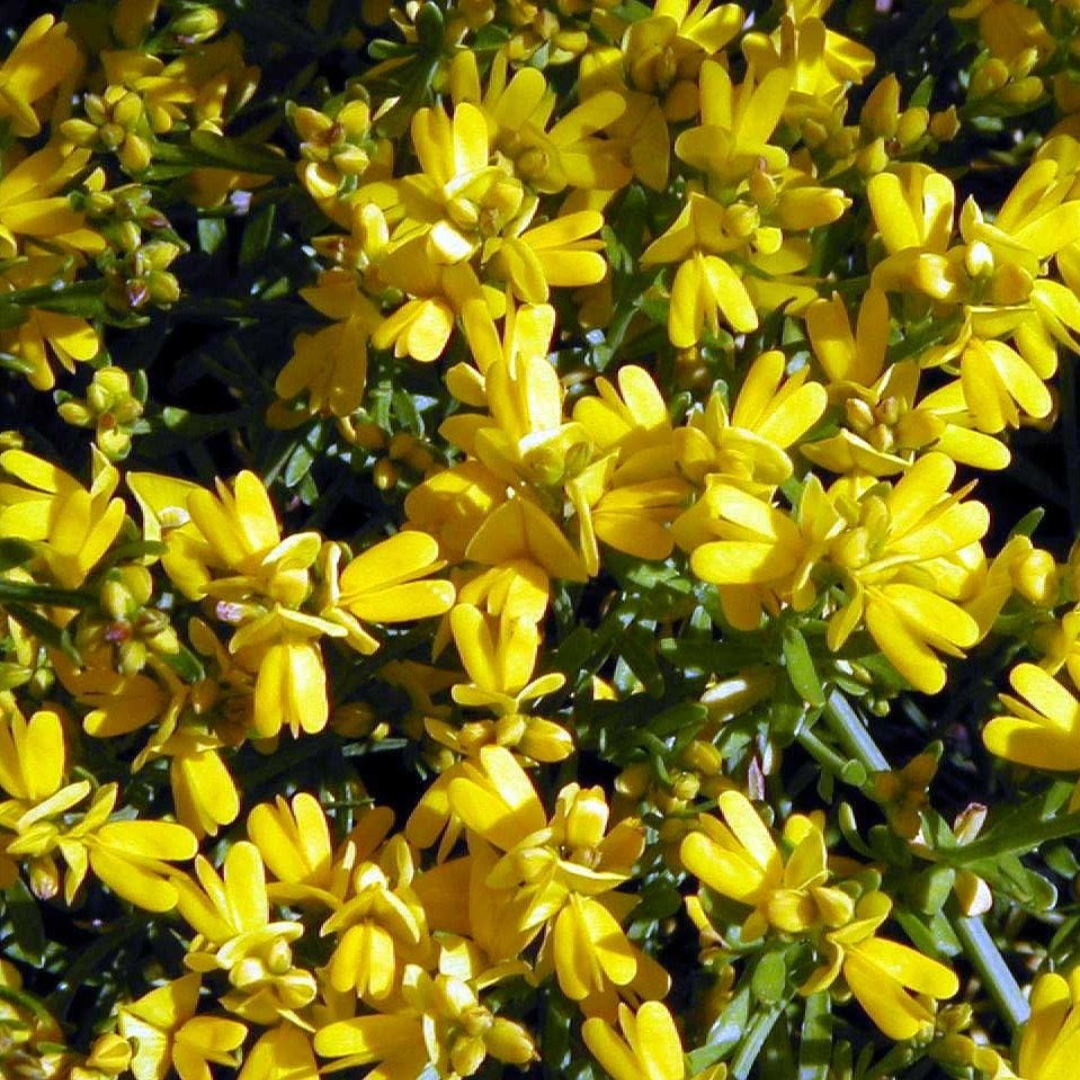 Genista lydia (Lydia Broom)
