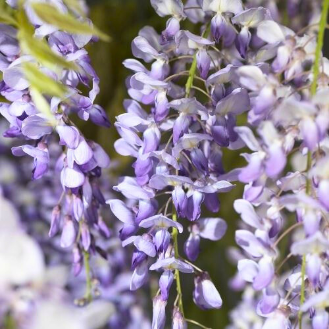 Close-up of purple and white wisteria flowers