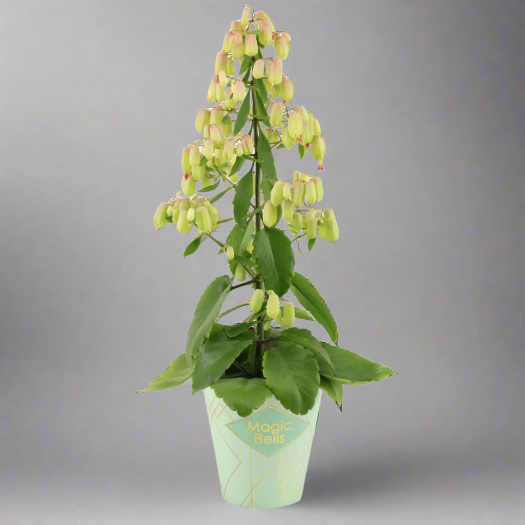 Potted plant with green leaves and small flowers in a light blue pot on a white background