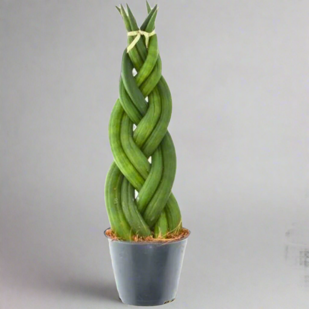 Sansevieria cylindrica (African Spear Plant / Cylindrical Snake Plant)