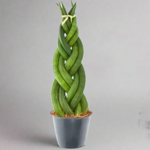 Sansevieria cylindrica (African Spear Plant / Cylindrical Snake Plant)