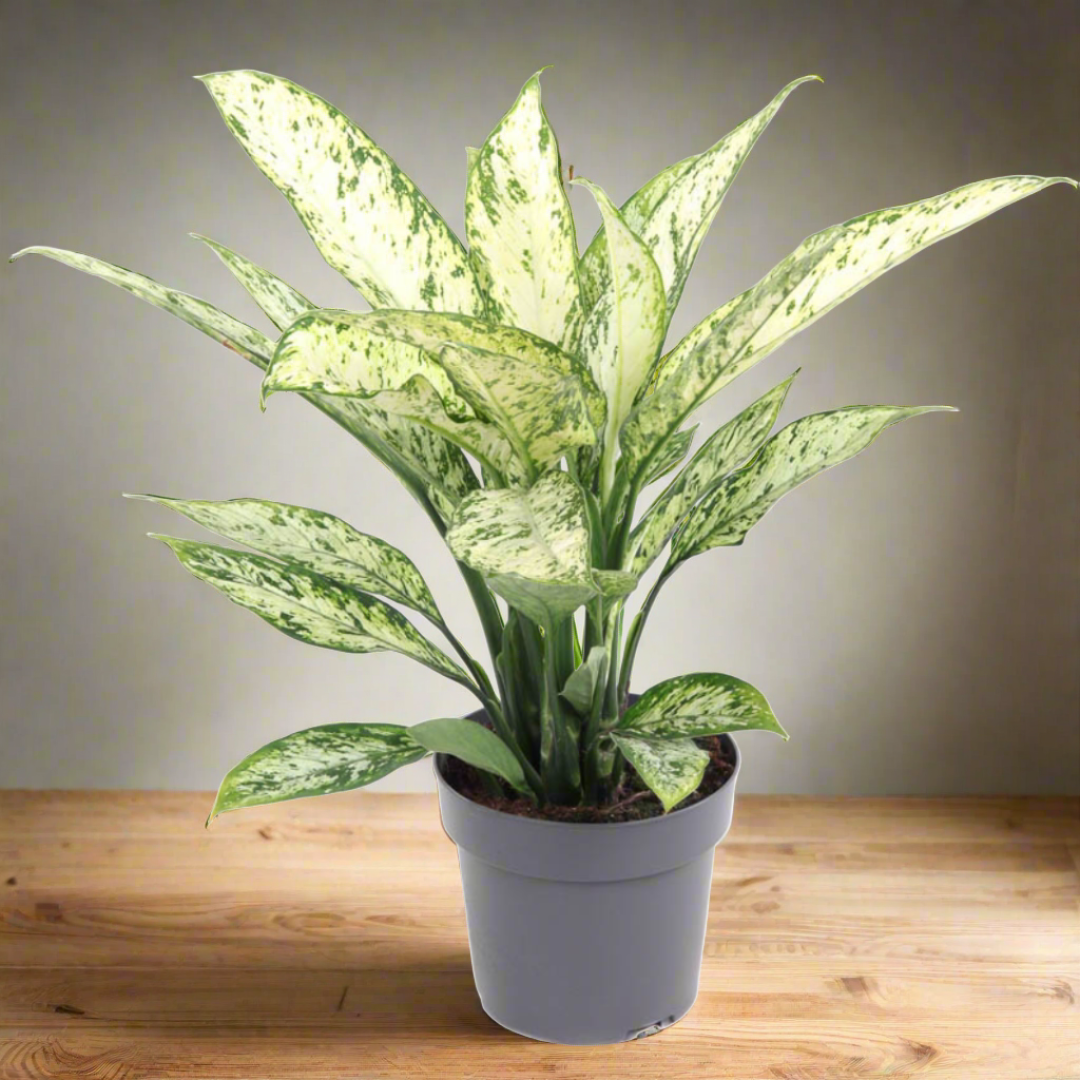 dieffenbachia maculata vesuvius Dieffenbachia Vesuvius (19Ø 55cm) – Naz Plant & Flowers