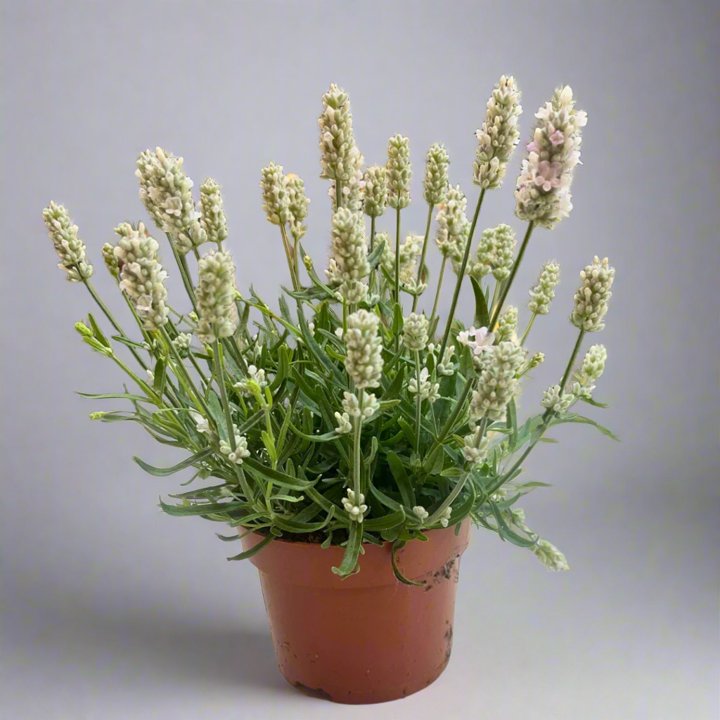 white lavender plants for sale uk Lavandula angustifolia (White) – Naz Plant & Flowers
