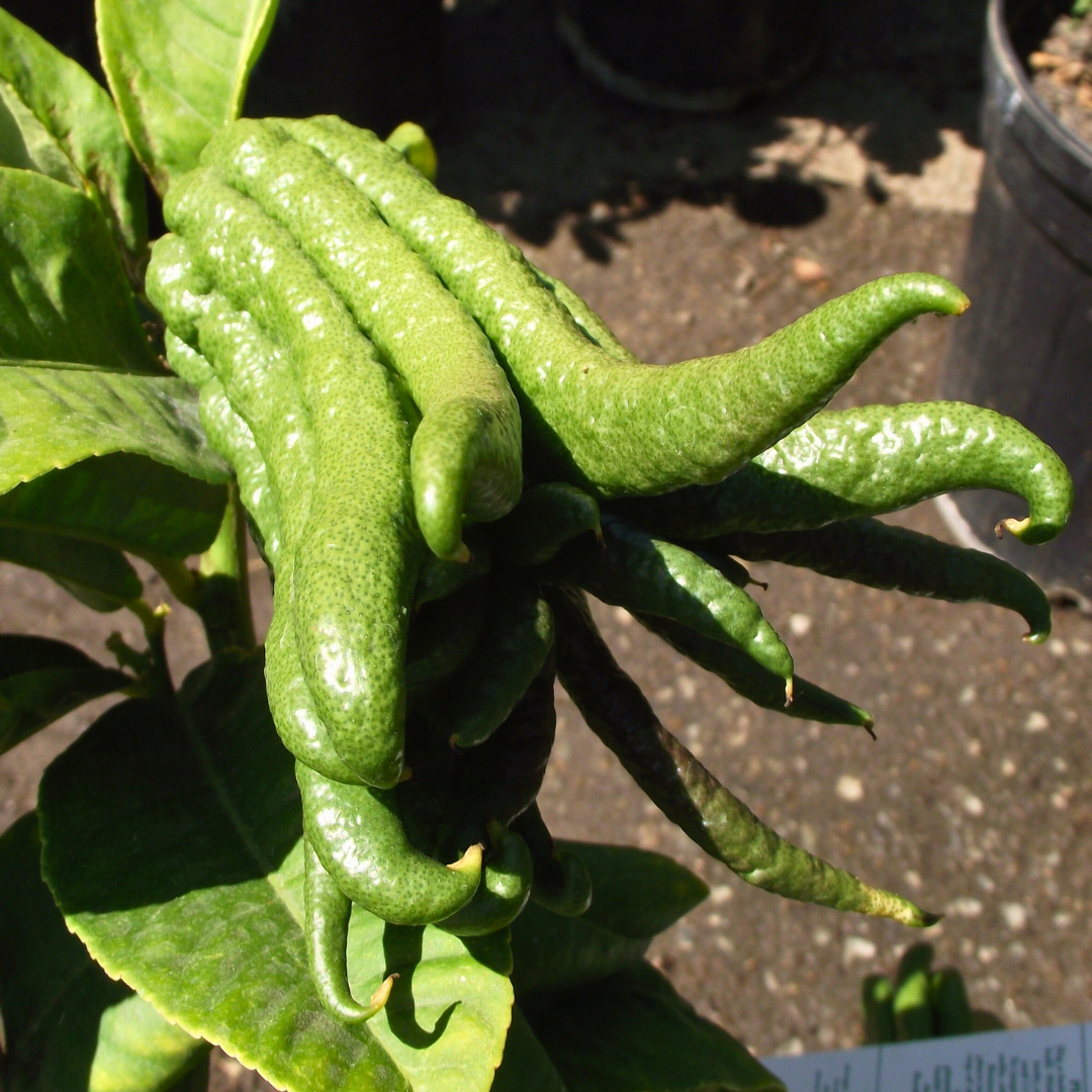 Citrus medica 'Digitata' (Buddha's Hand Citron / Fingered Citron)
