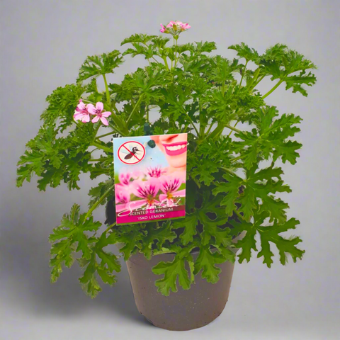 Potted plant with pink flowers and a label on a beige background