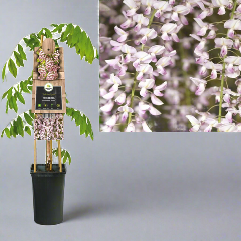Potted plant with a wooden stake and label, alongside a close-up of purple flowers.