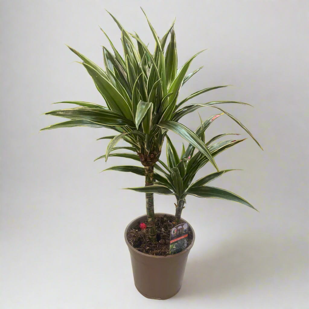 planta dracaena deremensis Dracaena Deremensis – Naz Plant & Flowers