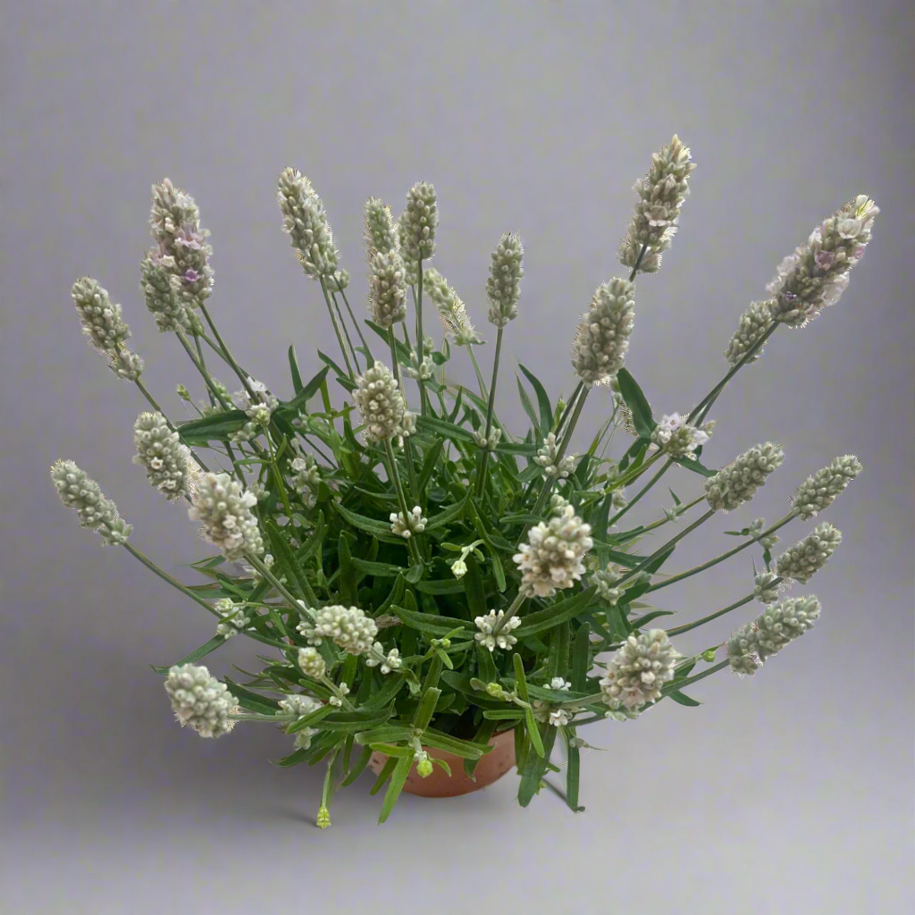 white lavender plants uk Lavandula angustifolia (White) – Naz Plant & Flowers
