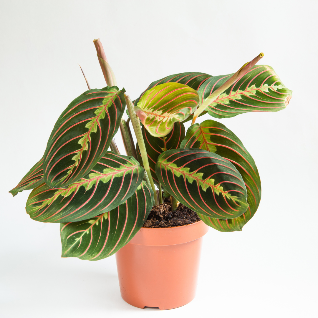 25-35cm maranta fascinator prayer plant 12cm pot house plant Maranta Fascinator (Prayer Plant): (12Ø 30cm) – Naz Plant & Flowers