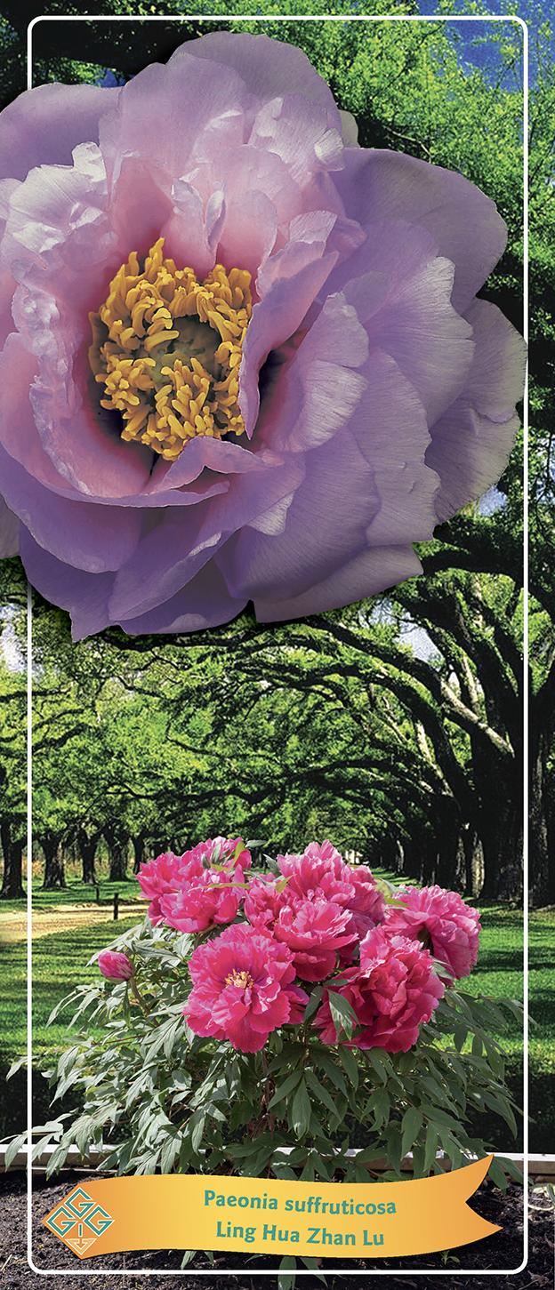 Paeonia suffruticosa