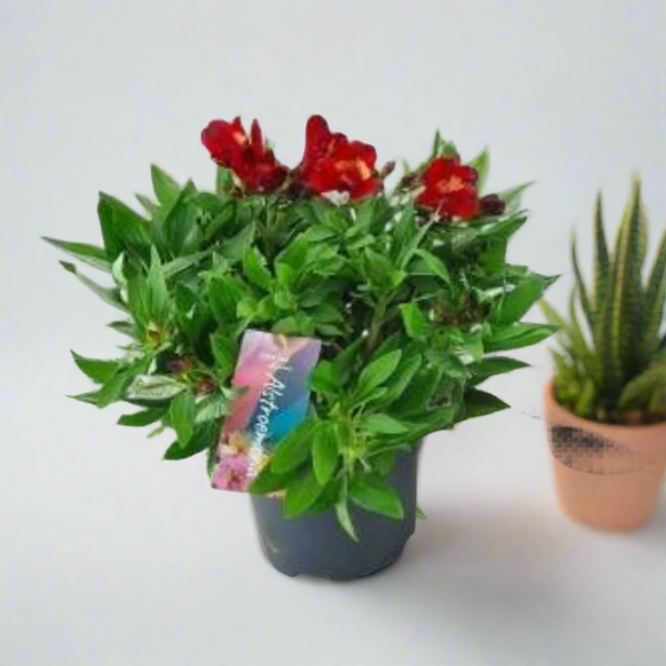 Alstroemeria (Peruvian Lily / Lily of the Incas) – Naz Plant & Flowers
