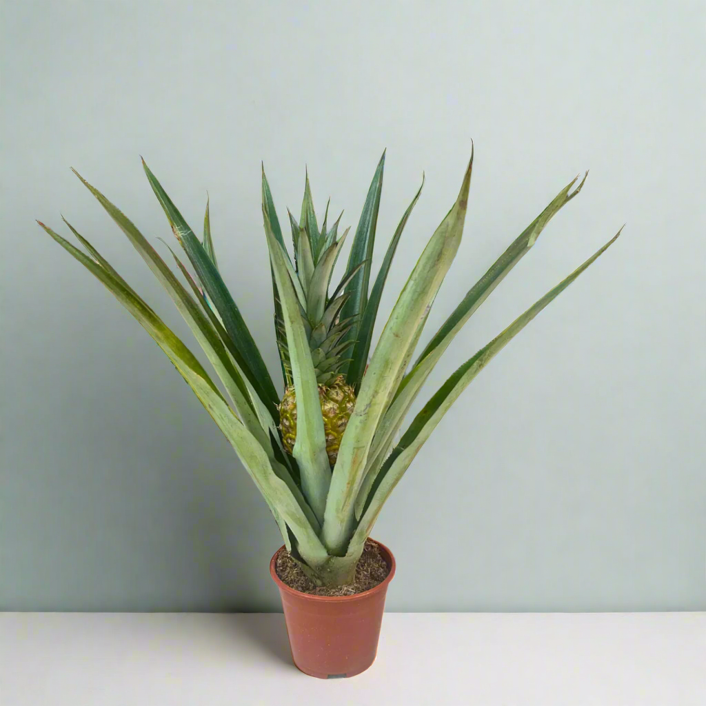 sansevieria pineapple Ananas comosus (Pineapple Plant) 14Ø 60cm – Naz Plant & Flowers
