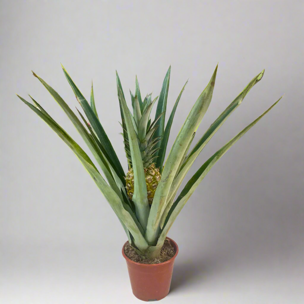 Ananas comosus (Pineapple Plant) 14Ø 60cm