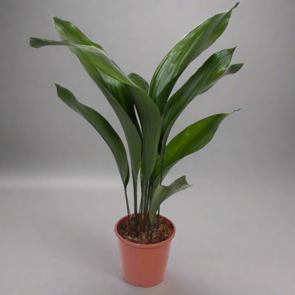 Potted plant with large green leaves on a white background