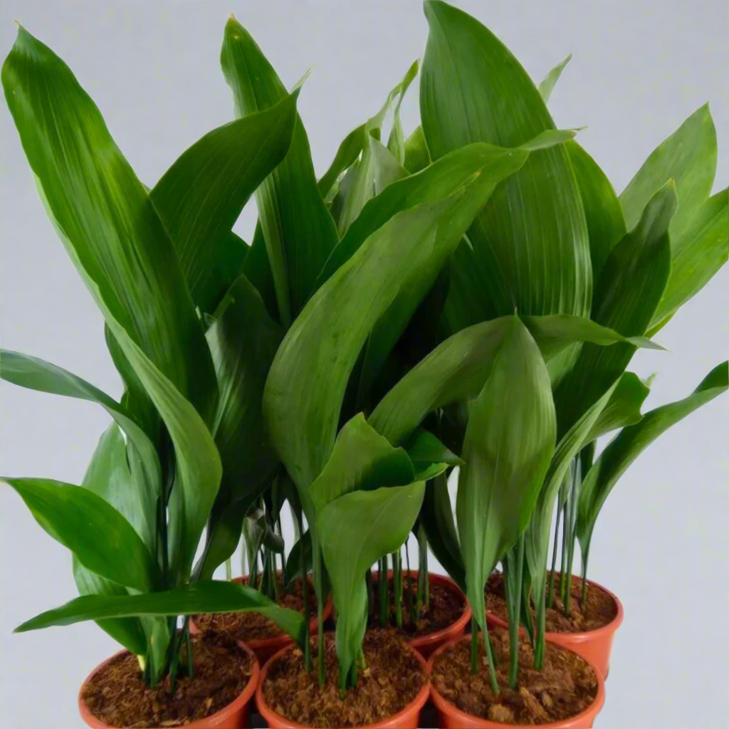 Potted plants with green leaves on a white background