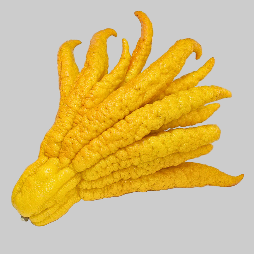 Yellow Buddha's hand fruit on a white background