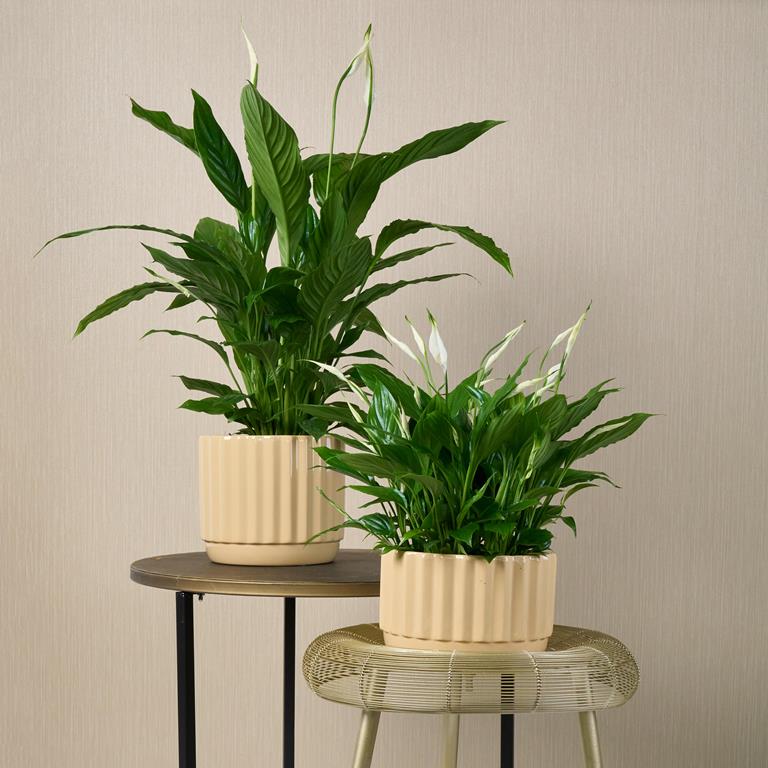 Spathiphyllum Bingo Cupido Peace Lily – Naz Plant & Flowers