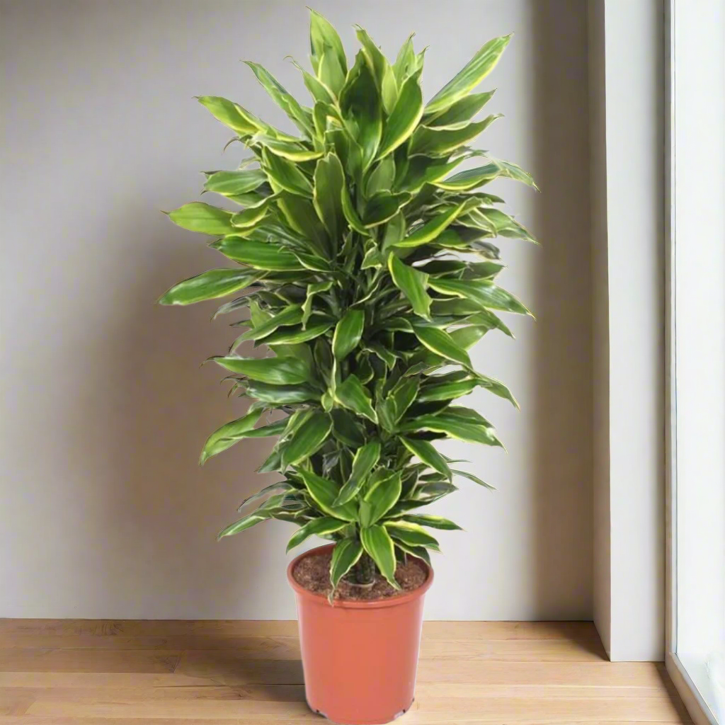 Potted plant with green leaves on a white background