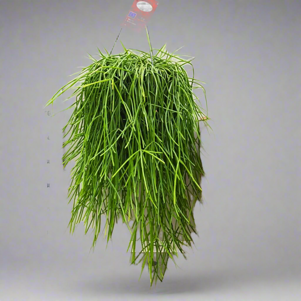 Rhipsalis excelsa (Jungle Cactus / Mistletoe Cactus)
