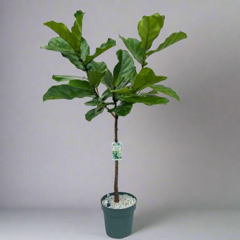 FICUS LYRATA