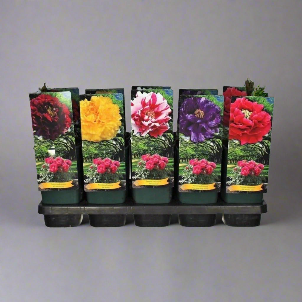 Set of flowerpots with colorful flowers on a white background