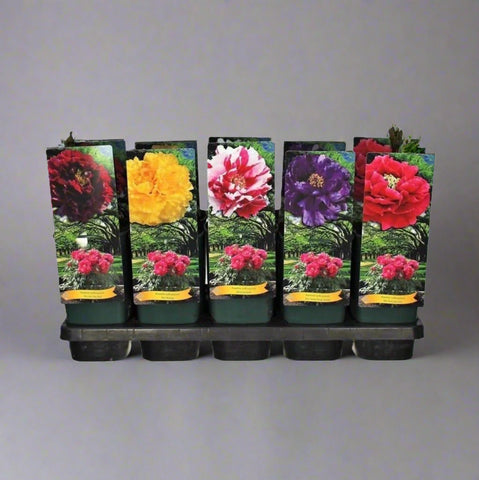 Set of flowerpots with colorful flowers on a white background