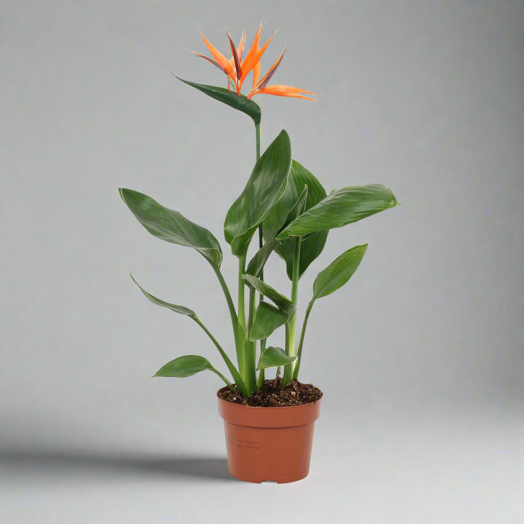 Strelitzia reginae (Bird of Paradise / Crane Flower)