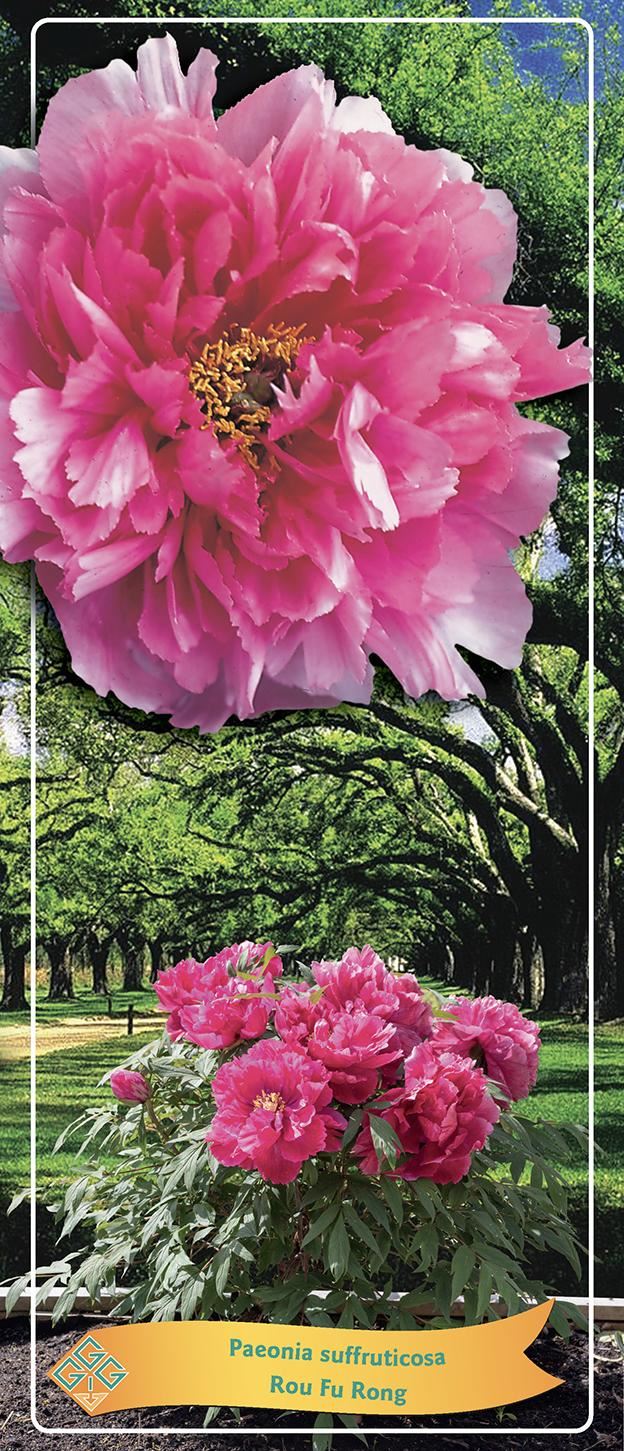 Paeonia suffruticosa