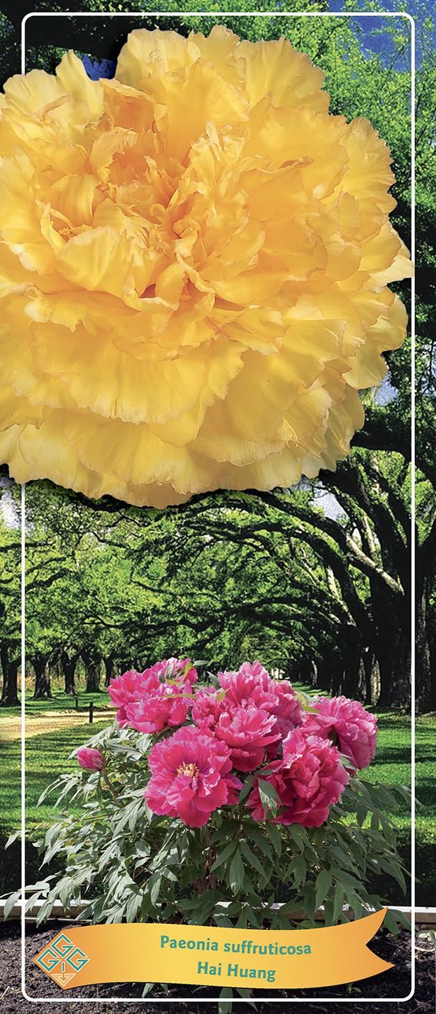 Yellow and pink flowers with a park background