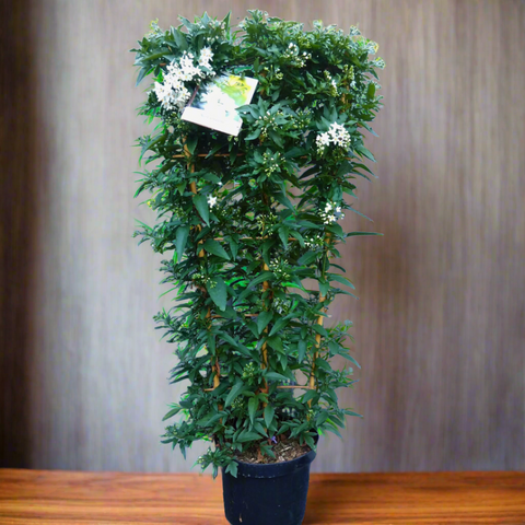 Jasminum Polyanthum: The Charming Jasmine Vine
